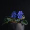 African Violet
